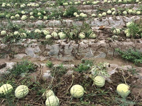 農作物重茬原因及防治措施——水果種植中的關鍵要點