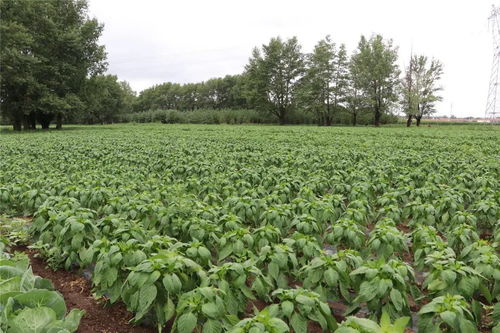 及時雨 緩解旱情與促進農作物生長的有效助力