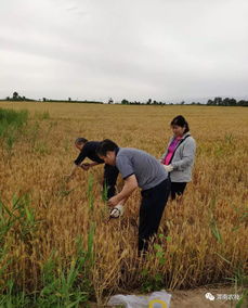 筑牢源頭防線，臨渭區扎實推進農產品產地土壤環境與水果種植安全監測