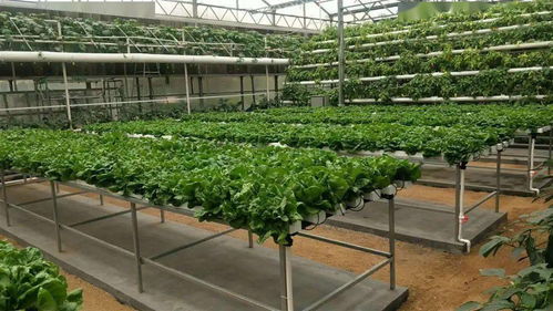 無土栽培 健康之選還是風險之虞？