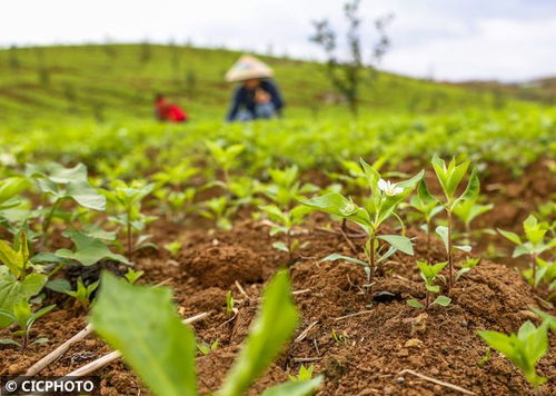 春日沃野耕作勤 特色果品種植忙——記特色農作物春季管理新氣象