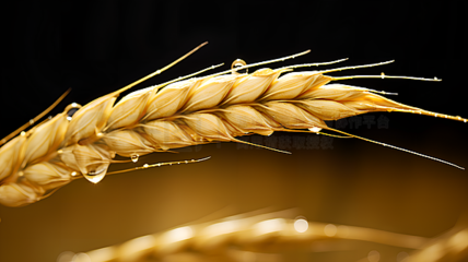 農作物廣告素材寶庫 海量圖片免費下載，助力農業營銷